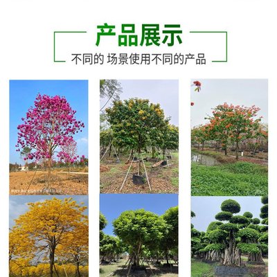 彩葉觀賞植物精品 日本羽毛楓在景區(qū)園林綠化工程中的應用