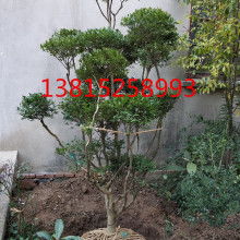 嫩江縣通達苗木綠化有限責任公司 專業(yè)苗木花卉培育與園林綠化服務