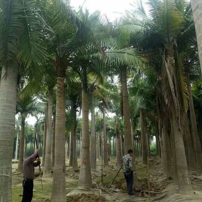 馬達加斯加椰子批發(fā)與園林綠化服務全指南 價格、聯(lián)系方式及圖片信息