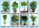 佛山天蘭園林綠化 一站式園林工程與植物服務解決方案
