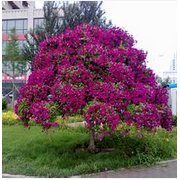 河北萬象錦眾園林綠化工程 構建城市綠色生態(tài)屏障的實踐與探索