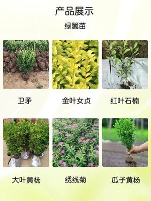 無刺構骨 四季常綠，打造高品質(zhì)小區(qū)園林綠化造景