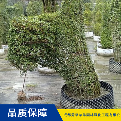 金葉女貞 園林綠化的優(yōu)選灌木，芳草芊芊提供高成活率樹苗批發(fā)