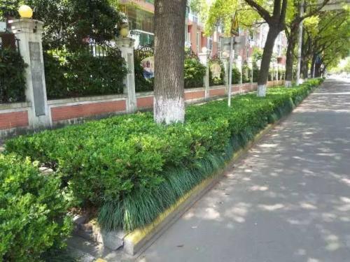 佛山市升級移動美化道路綠化帶，引領(lǐng)園林綠化工程新潮流
