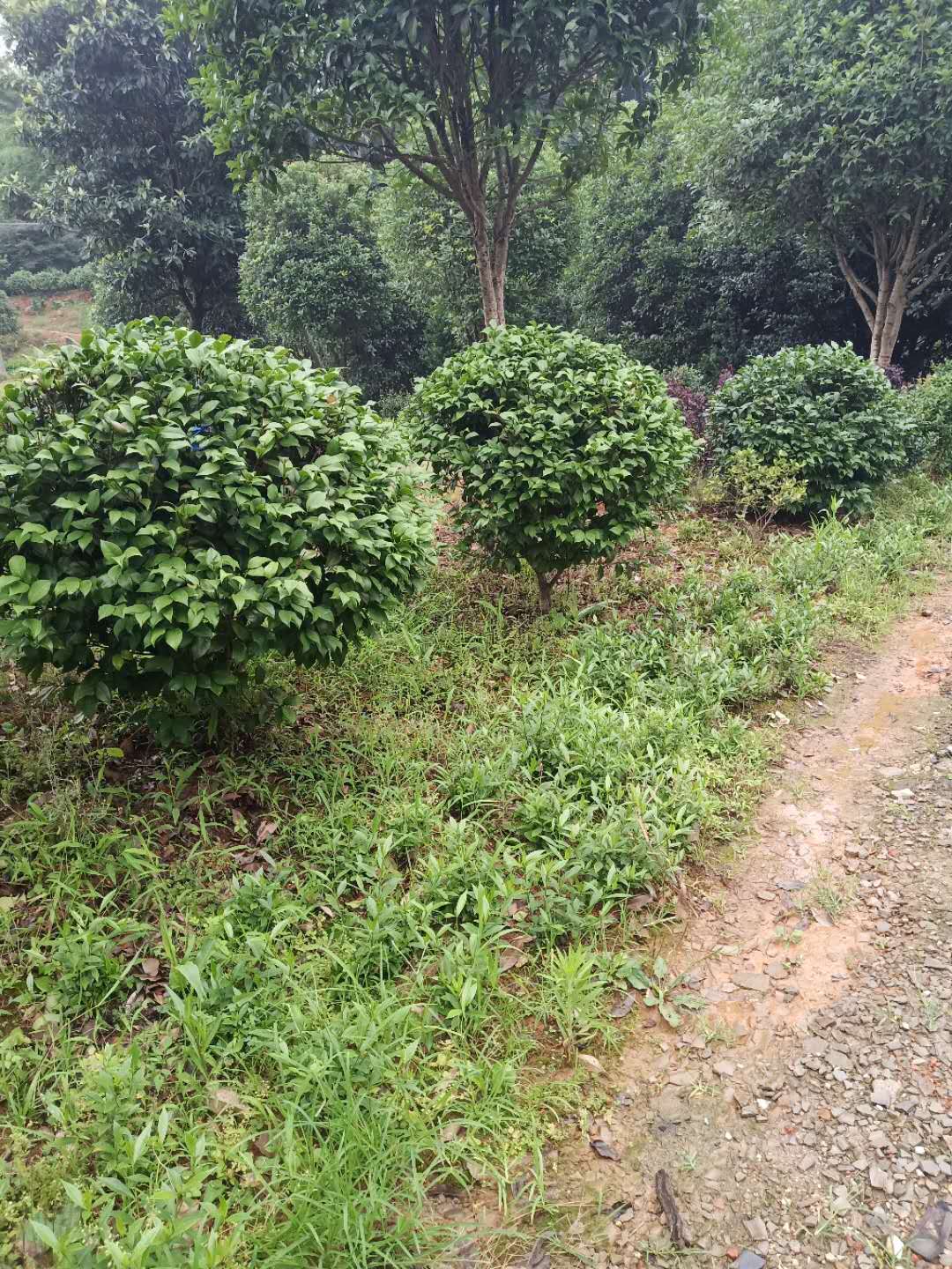 探秘茶花之美 湖南省長沙市雨花區(qū)跳馬錢氏苗圃的行業(yè)擔(dān)當(dāng)